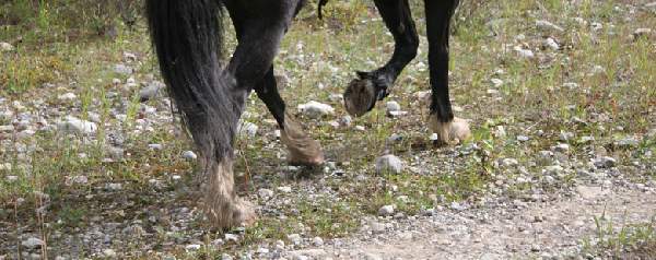 Alle paarden blootsvoets