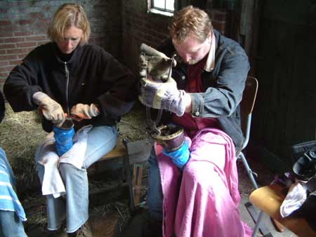 Removing horseshoes is hard work