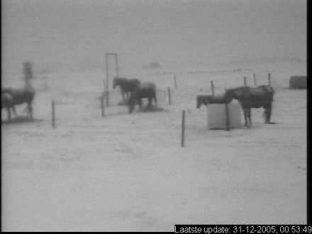 Onze paarden in de sneeuw