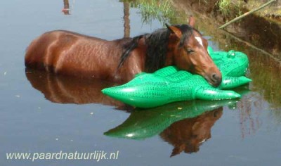 1 dagje graafmachine: paardenzwembad